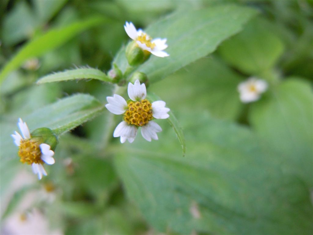 Galinsoga quadriradiata